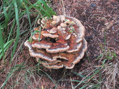 Phaeolus