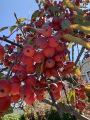 Crataegus crus-galli