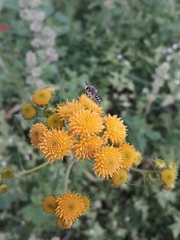 Colletes