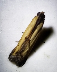 Elasmopalpus lignosella