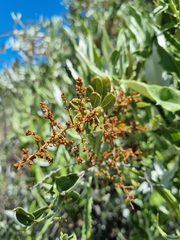 Spinoliva ilicifolia