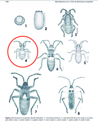 Stenomacra marginella