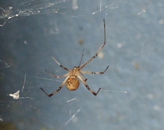 Latrodectus geometricus