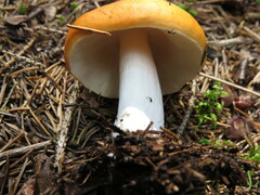 Russula paludosa