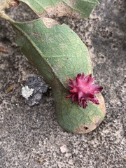 Cynips quercusechinus