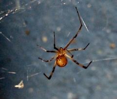 Latrodectus geometricus
