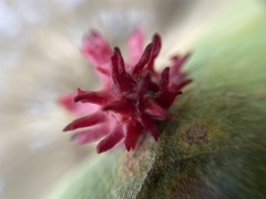 Cynips quercusechinus