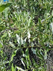 Spinoliva ilicifolia