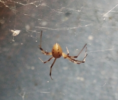 Latrodectus geometricus