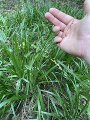 Diarrhena obovata
