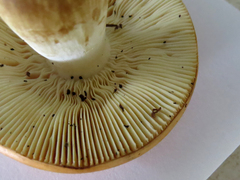 Russula paludosa