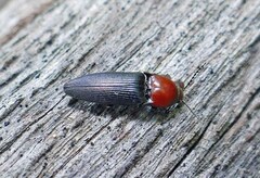 Ampedus rubricollis
