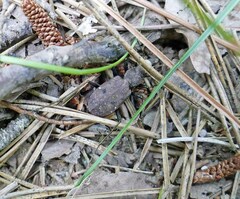 Apterodela unipunctata