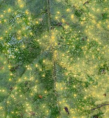 Coleosporium elephantopodis