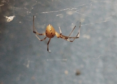 Latrodectus geometricus