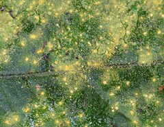 Coleosporium elephantopodis