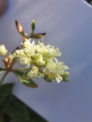 Eriogonum jamesii
