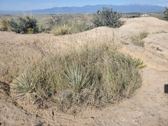 Bouteloua gracilis