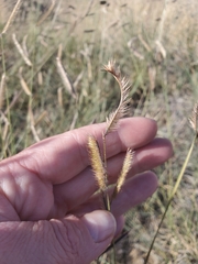 Bouteloua gracilis