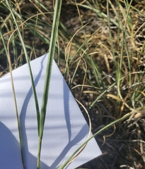 Bouteloua gracilis