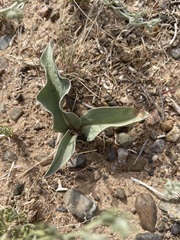 Takhtajaniantha capito