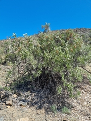 Spinoliva ilicifolia