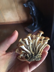Kuehneromyces