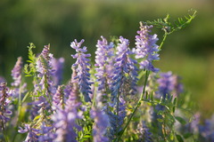 Vicia tenuifolia