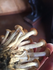 Kuehneromyces