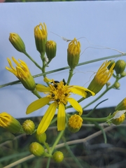Senecio spartioides
