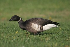 Branta bernicla