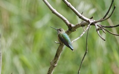 Selasphorus calliope