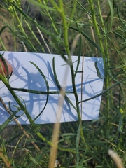 Senecio spartioides