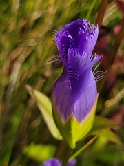 Gentianopsis crinita