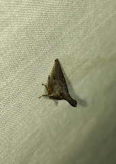 Glossonotus acuminatus