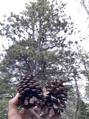 Pinus ponderosa