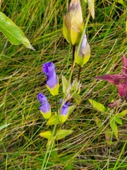 Gentianopsis crinita