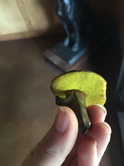Aureoboletus innixus
