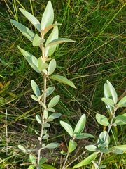 Shepherdia argentea