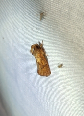 Acrolophus plumifrontella