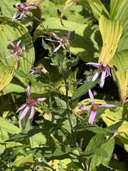 Eucephalus engelmannii