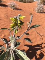 Crotalaria cunninghamii