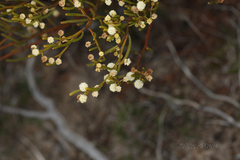 Acacia