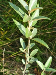 Shepherdia argentea