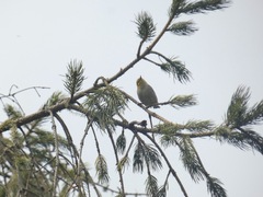 Setophaga occidentalis