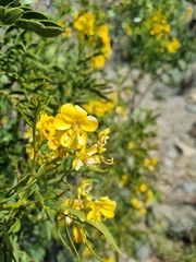 Senna