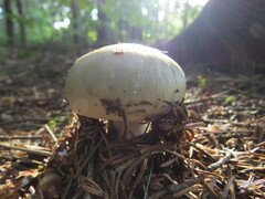 Russula crassotunicata