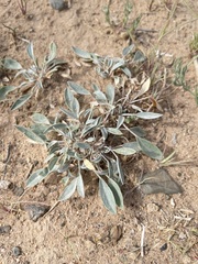 Astragalus vallestris