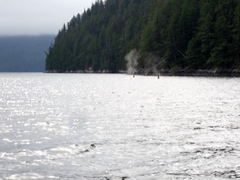 Orcinus orca