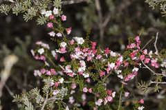 Chamelaucium ciliatum